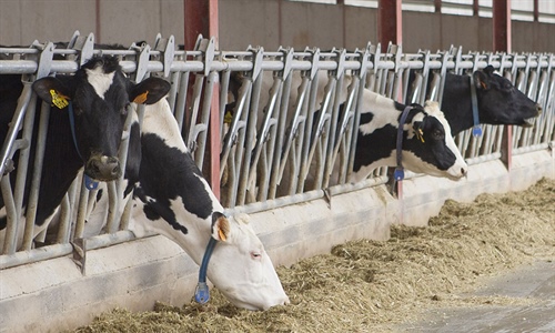 Nuevos Maestros Criadores de CONAFE en 2025