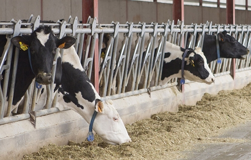 Nuevos Maestros Criadores de CONAFE en 2025