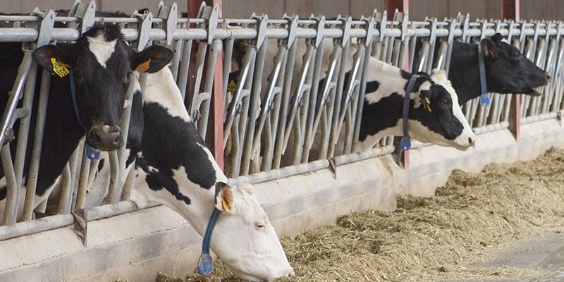 Nuevos Maestros Criadores de CONAFE en 2025