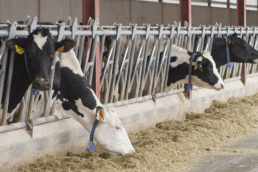 Nuevos Maestros Criadores de CONAFE en 2025