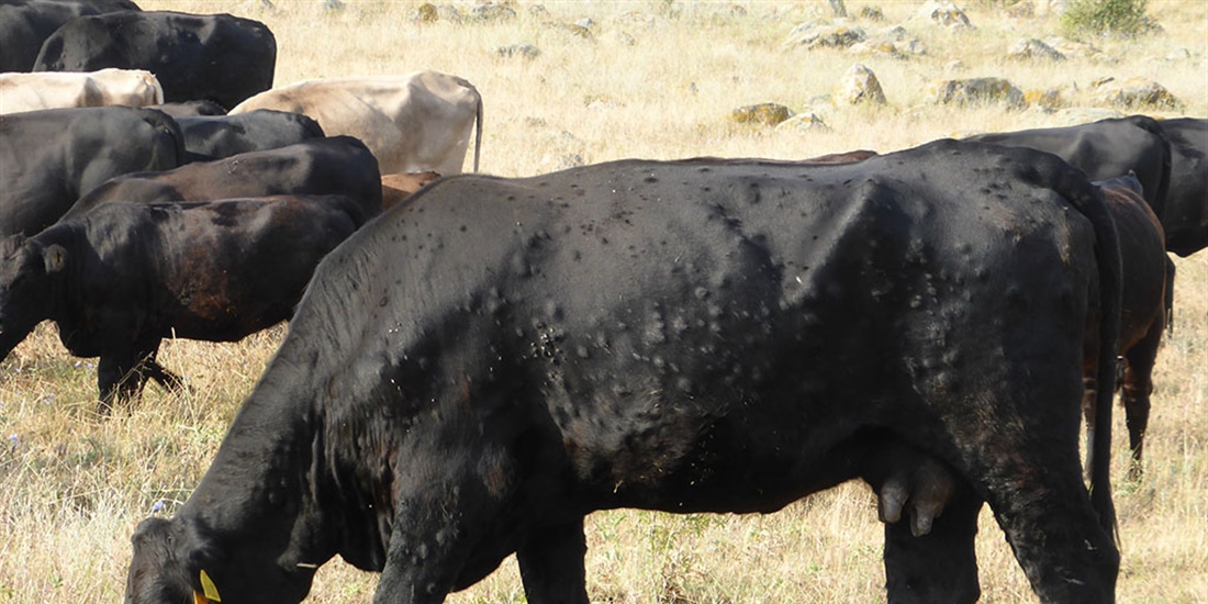 El Gobierno franc�s asegura que tiene "bajo control" la dermatosis...