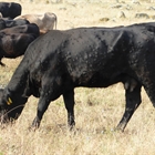 El Gobierno franc�s asegura que tiene "bajo control" la dermatosis nodular bovina