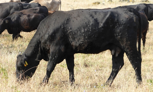 El Gobierno franc�s asegura que tiene "bajo control" la dermatosis...