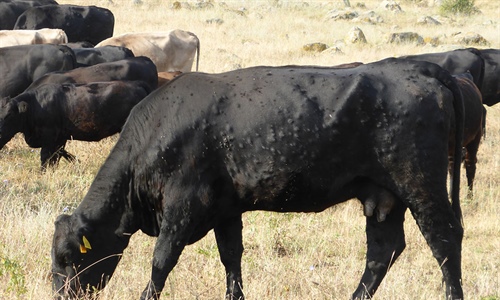 El Gobierno franc�s asegura que tiene "bajo control" la dermatosis...