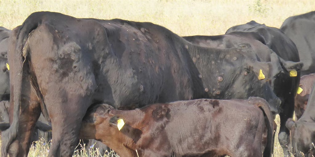 Espa�a propone a la CE ampliar la vacunaci�n de emergencia contra la...