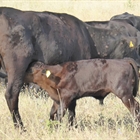 Espa�a propone a la CE ampliar la vacunaci�n de emergencia contra la dermatosis nodular bovina a comarcas de Arag�n, Navarra y Pa�s Vasco