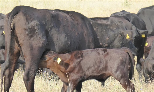 Espa�a propone a la CE ampliar la vacunaci�n de emergencia contra la...