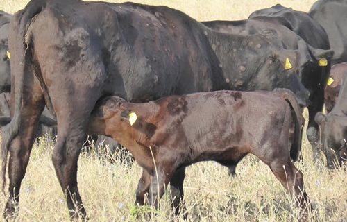 Espa�a propone a la CE ampliar la vacunaci�n de emergencia contra la...