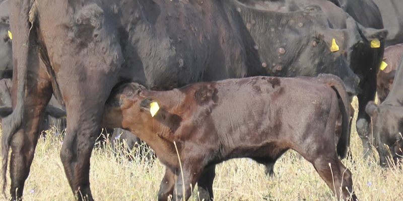 Espa�a propone a la CE ampliar la vacunaci�n de emergencia contra la dermatosis nodular bovina a comarcas de Arag�n, Navarra y Pa�s Vasco