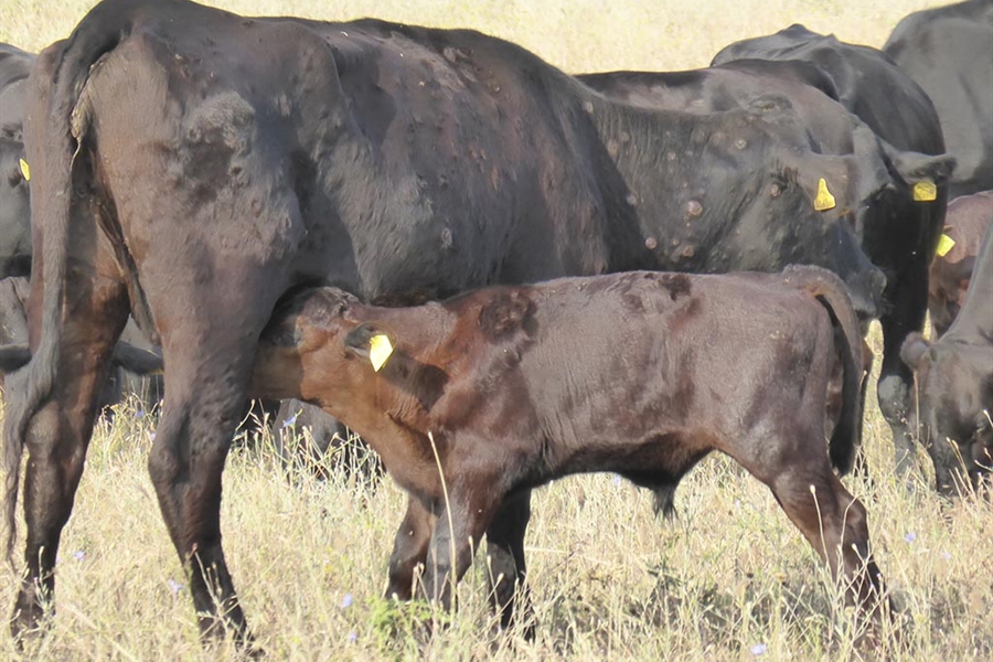 Espa�a propone a la CE ampliar la vacunaci�n de emergencia contra la...