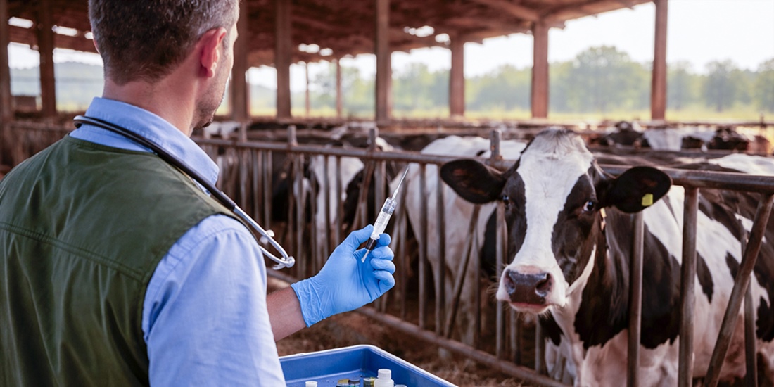 El Ministerio de Agricultura adquiere vacunas frente a la dermatosis...