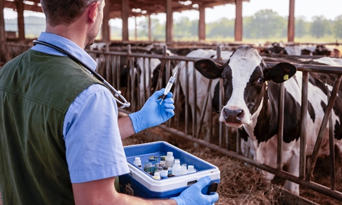 El Ministerio de Agricultura adquiere vacunas frente a la dermatosis...