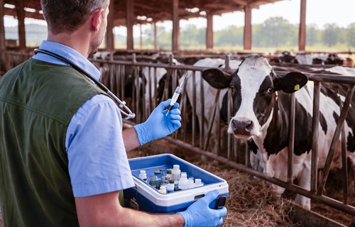 El Ministerio de Agricultura adquiere vacunas frente a la dermatosis...