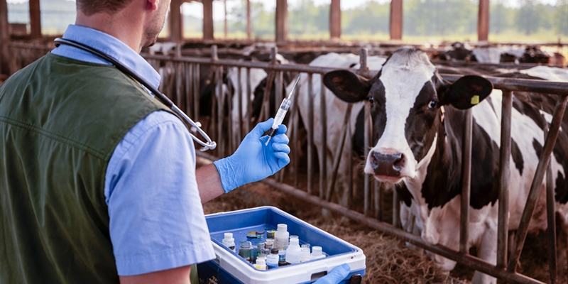 El Ministerio de Agricultura adquiere vacunas frente a la dermatosis por 1,7 millones