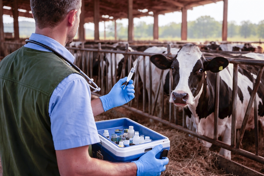 El Ministerio de Agricultura adquiere vacunas frente a la dermatosis...