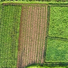 El Gobierno consolida el presupuesto de 315 millones de euros para apoyar la contrataci�n de seguros agrarios