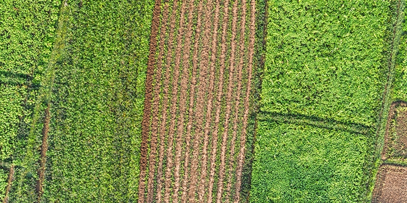 El Gobierno consolida el presupuesto de 315 millones de euros para apoyar la contrataci�n de seguros agrarios