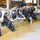 Un aditivo logra reducir m�s de un 30 % las emisiones de metano en vacas lecheras