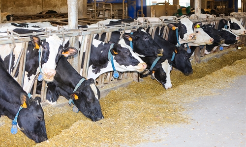 Un aditivo logra reducir m�s de un 30 % las emisiones de metano en...