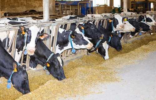 Un aditivo logra reducir m�s de un 30 % las emisiones de metano en...