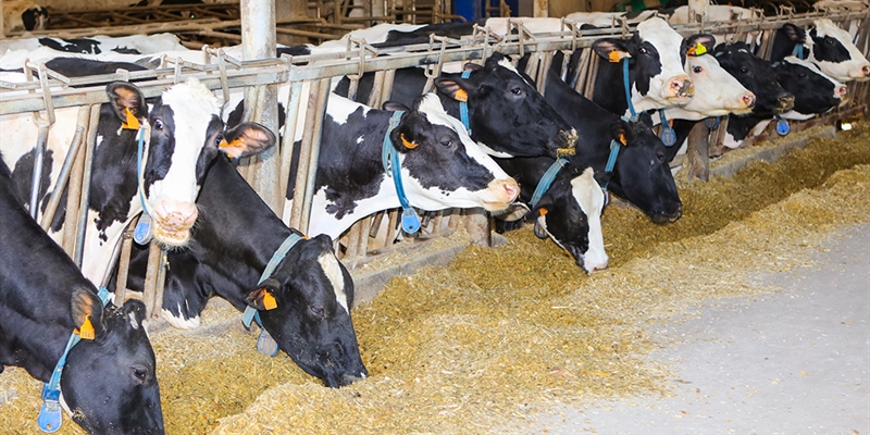 Un aditivo logra reducir m�s de un 30 % las emisiones de metano en vacas lecheras