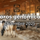 Nuevos toros gen�micos con Prueba Oficial: Evaluaci�n gen�mica diciembre 2025