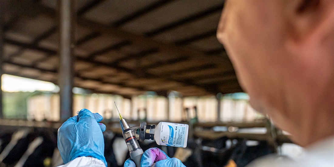 Catalu�a confirma un nuevo caso de dermatosis nodular contagiosa en una...