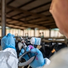 Catalu�a confirma un nuevo caso de dermatosis nodular contagiosa en una ganader�a en el Alt Empord�