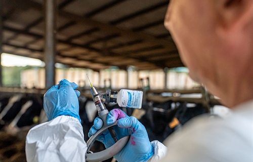 Catalu�a confirma un nuevo caso de dermatosis nodular contagiosa en una...