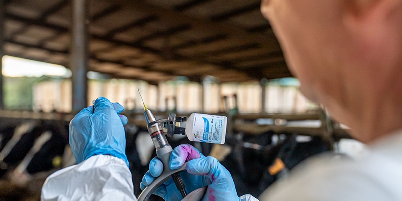 Catalu�a confirma un nuevo caso de dermatosis nodular contagiosa en una ganader�a en el Alt Empord�