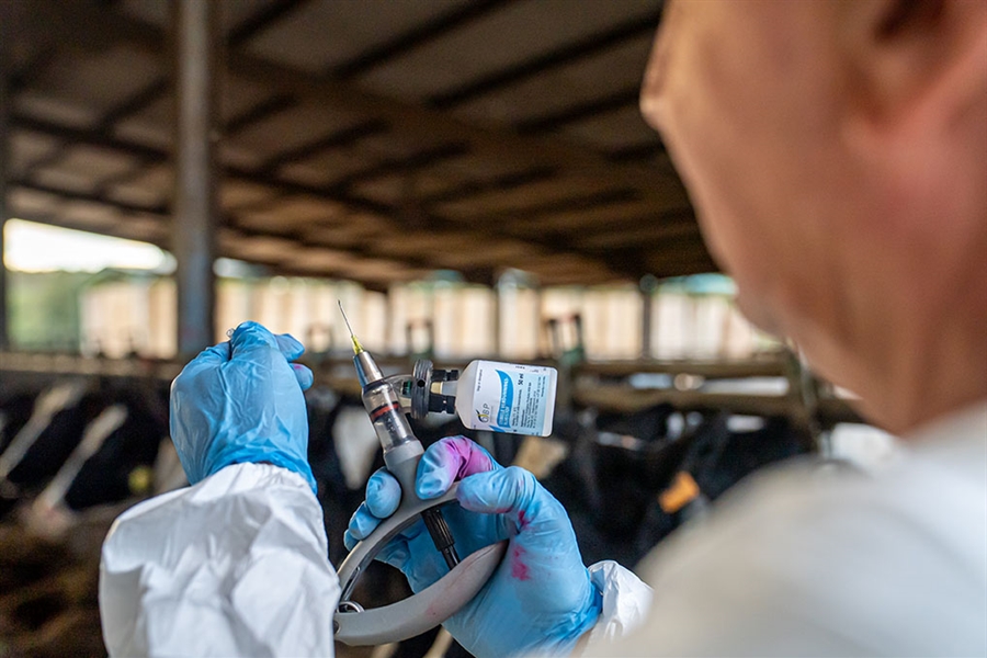 Catalu�a confirma un nuevo caso de dermatosis nodular contagiosa en una...