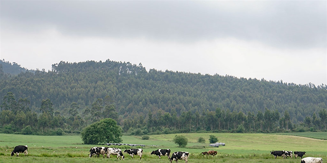 Cantabria convoca las ayudas de la Solicitud �nica para 2026