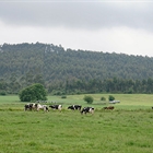 Cantabria convoca las ayudas de la Solicitud �nica para 2026