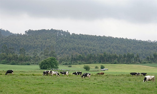 Cantabria convoca las ayudas de la Solicitud �nica para 2026