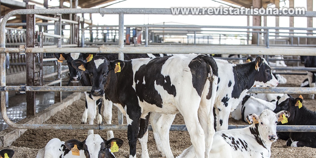 Nuevo programa de cr�a de la raza bovina Frisona