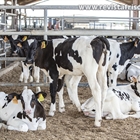 Nuevo programa de cr�a de la raza bovina Frisona