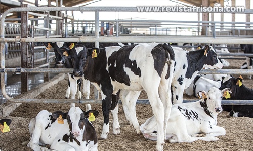 Nuevo programa de cr�a de la raza bovina Frisona