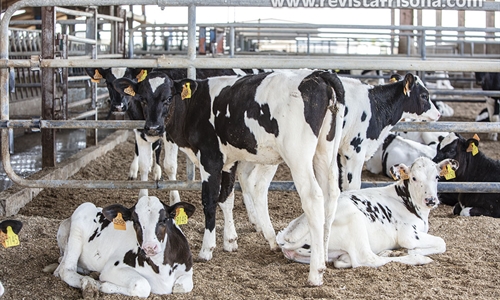 Nuevo programa de cr�a de la raza bovina Frisona