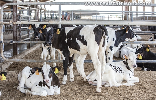 Nuevo programa de cr�a de la raza bovina Frisona