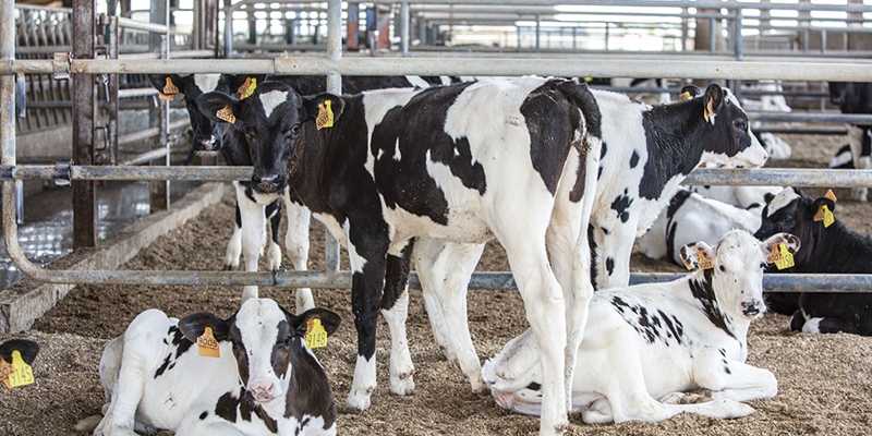 Nuevo programa de cr�a de la raza bovina Frisona