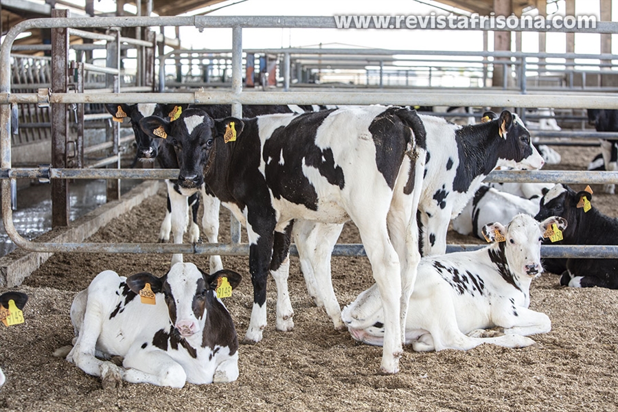 Nuevo programa de cr�a de la raza bovina Frisona
