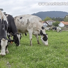 #RealidadGanadera: Directiva sobre Suelos de la UE: los pastos y los rumiantes son esenciales