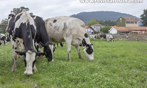 #RealidadGanadera: Directiva sobre Suelos de la UE: los pastos y los...