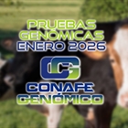 Actualizaci�n de las pruebas gen�micas de Hembras CONAFE enero 2026