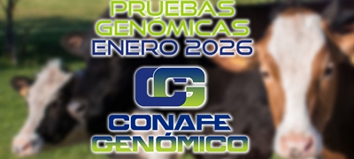 Actualizaci�n de las pruebas gen�micas de Hembras CONAFE enero 2026