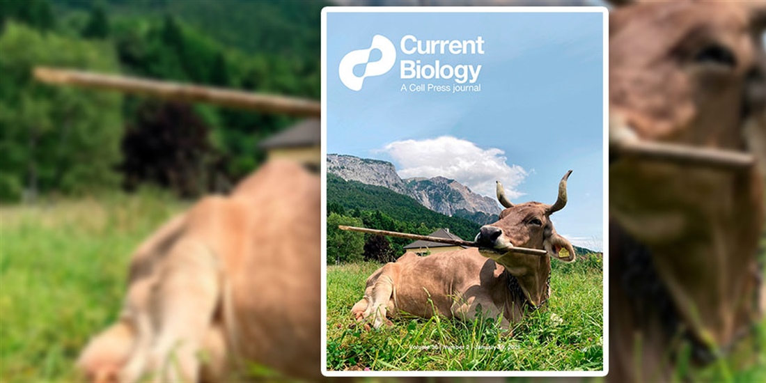 Una vaca usa una herramienta de forma vers�til, algo solo documentado...