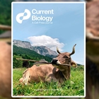 Una vaca usa una herramienta de forma vers�til, algo solo documentado antes en primates