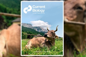 Una vaca usa una herramienta de forma vers�til, algo solo documentado antes en primates