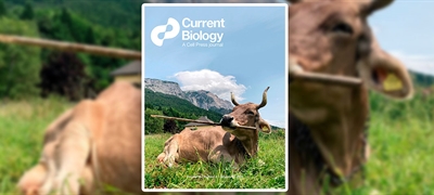 Una vaca usa una herramienta de forma vers�til, algo solo documentado antes en primates