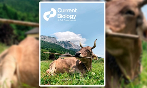 Una vaca usa una herramienta de forma vers�til, algo solo documentado...